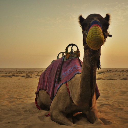 Camel Trekking Dubai